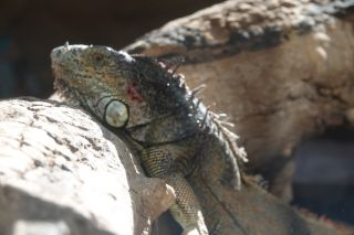 GC-Crocodilo Park 2020-011.JPG